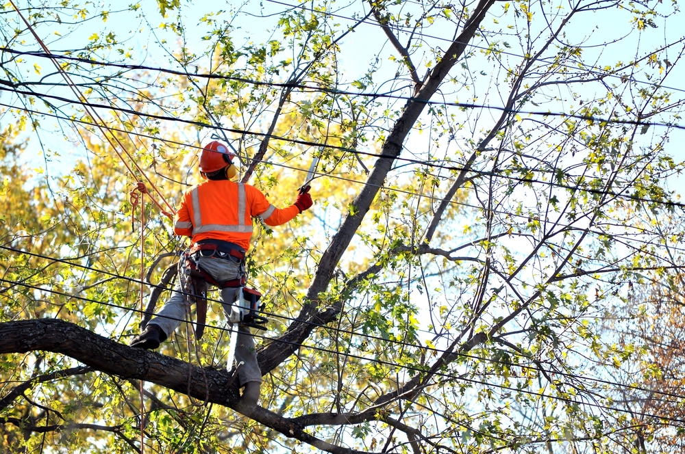 a tree trimming service in Calabasas