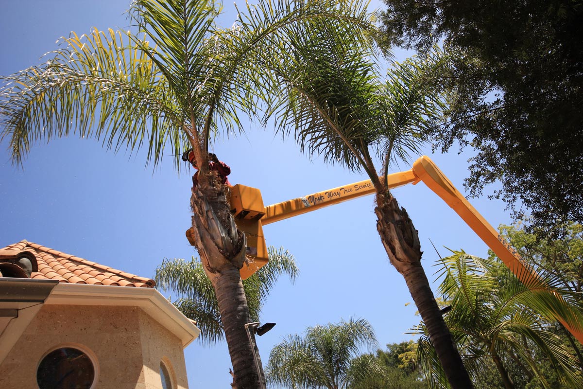 tree service dying tree