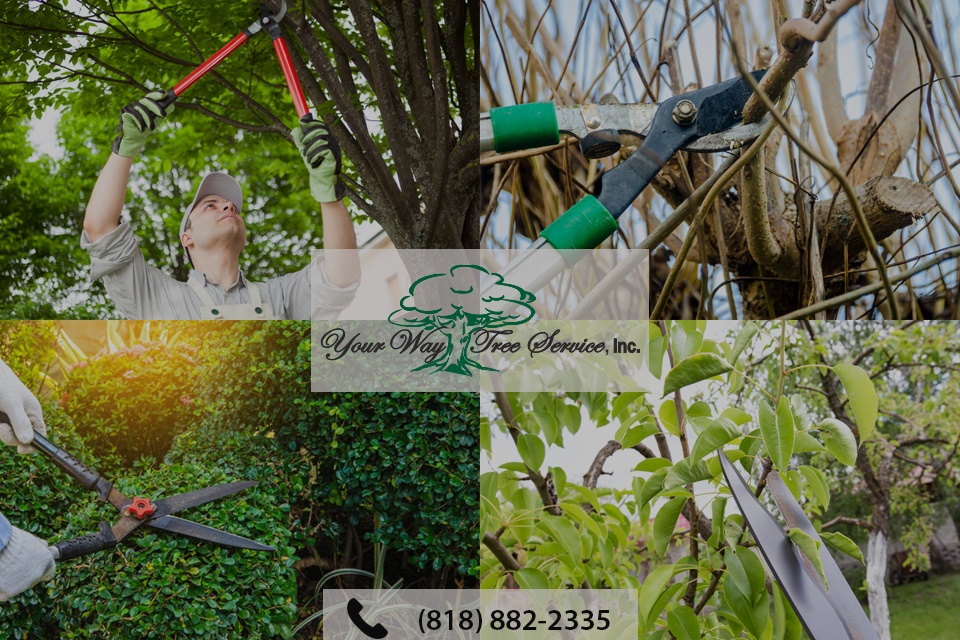 enhance-your-garden-with-professional-tree-trimming-in-van-nuys