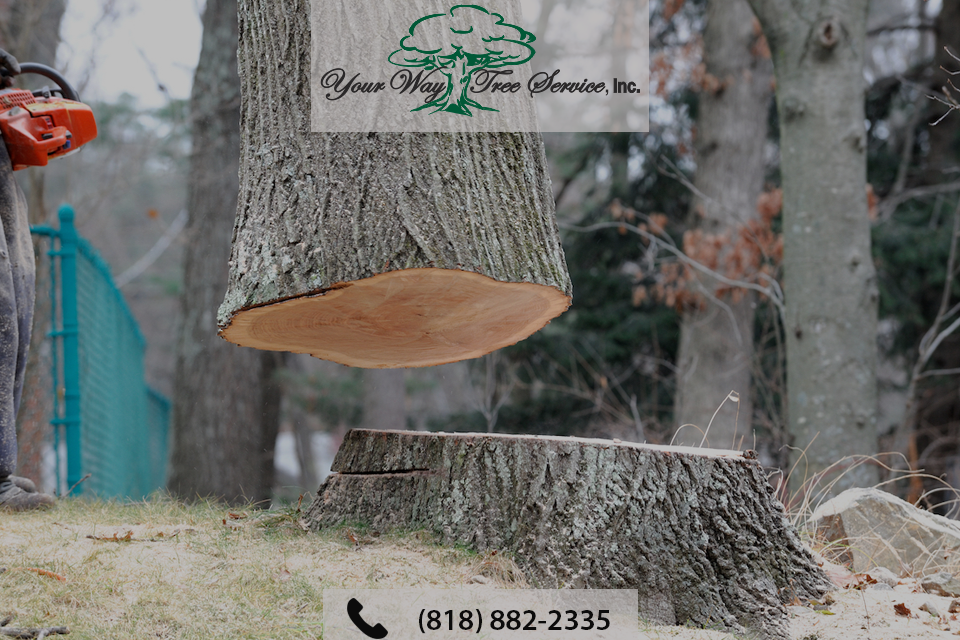 Get Expert Help with Tree Removal in Brentwood