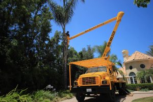 palm tree removal