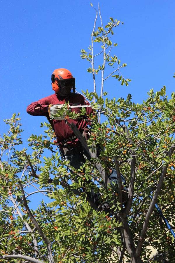 brush clearing services