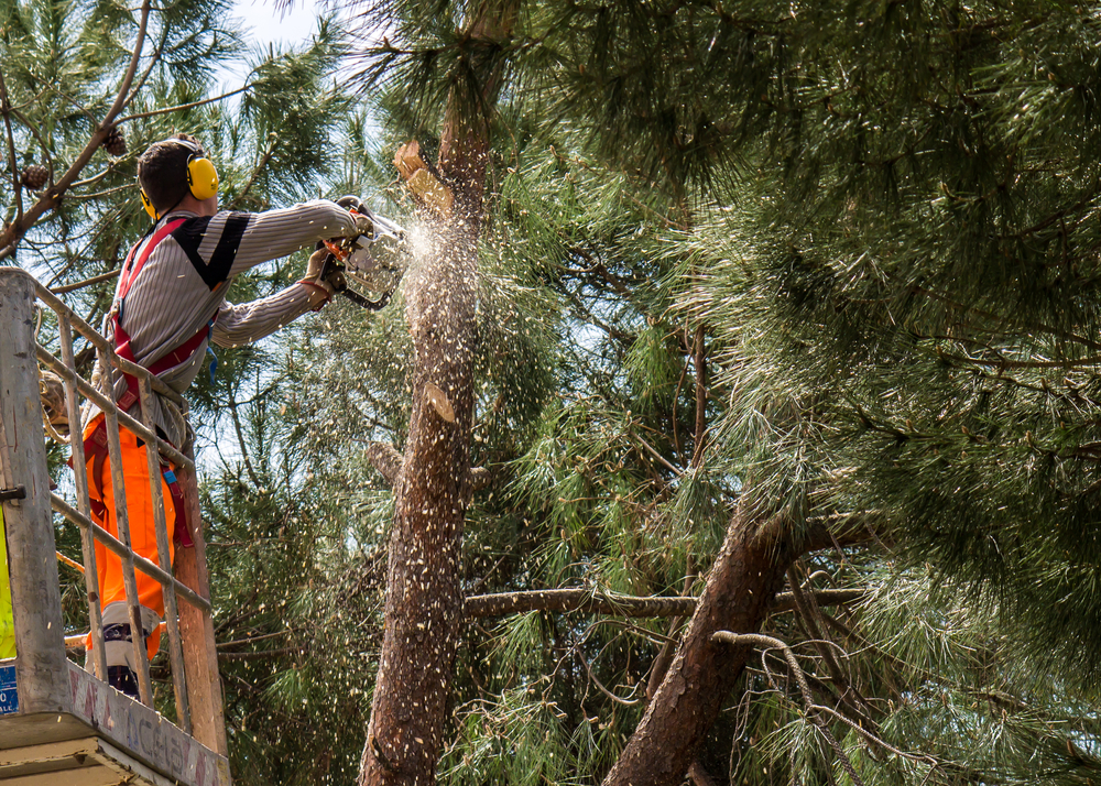 Tree Removal in Northridge