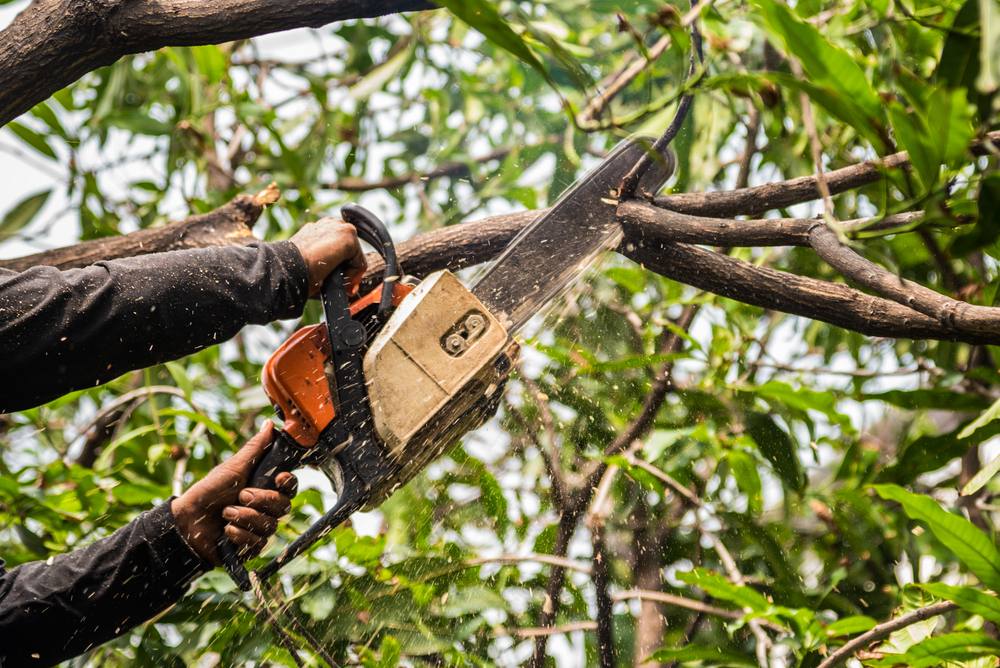 Tree Service in Beverly Hills