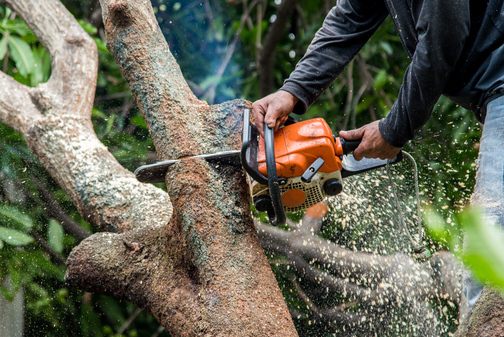 tree service specialists in augora hills