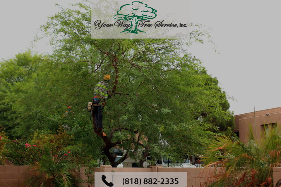 Why You Need Professional Tree Trimming in Los Angeles