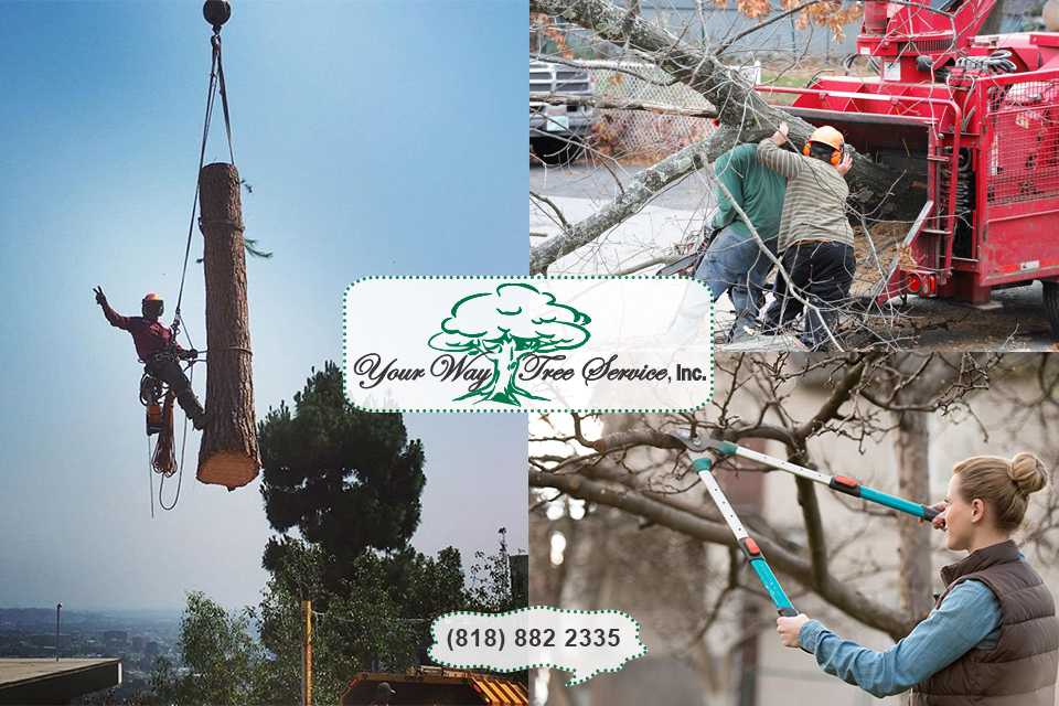 Safe Tree Trimming in Beverly Hills is Done by Professionals