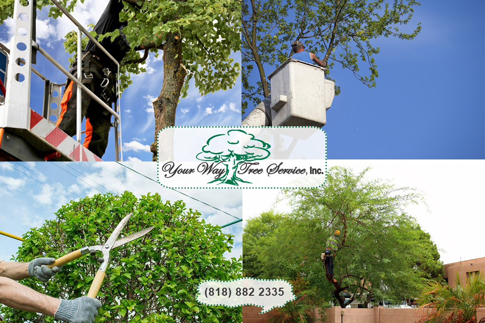 professional tree service in Northridge