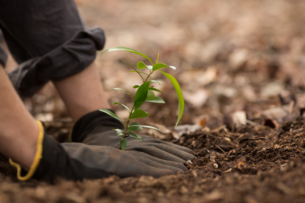 tree planting services