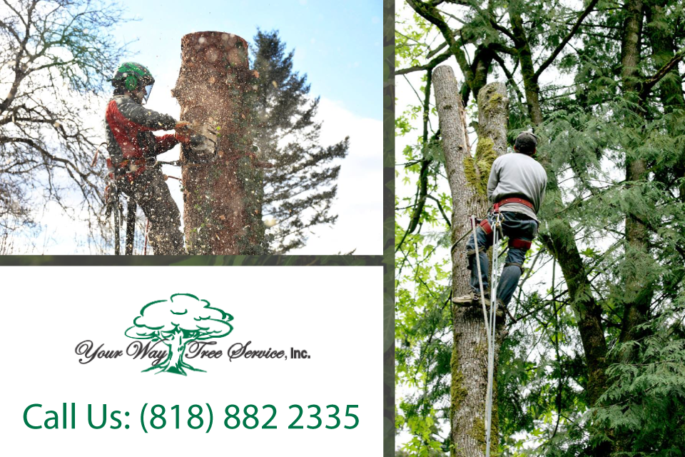 tree-trimming-in-bel-air