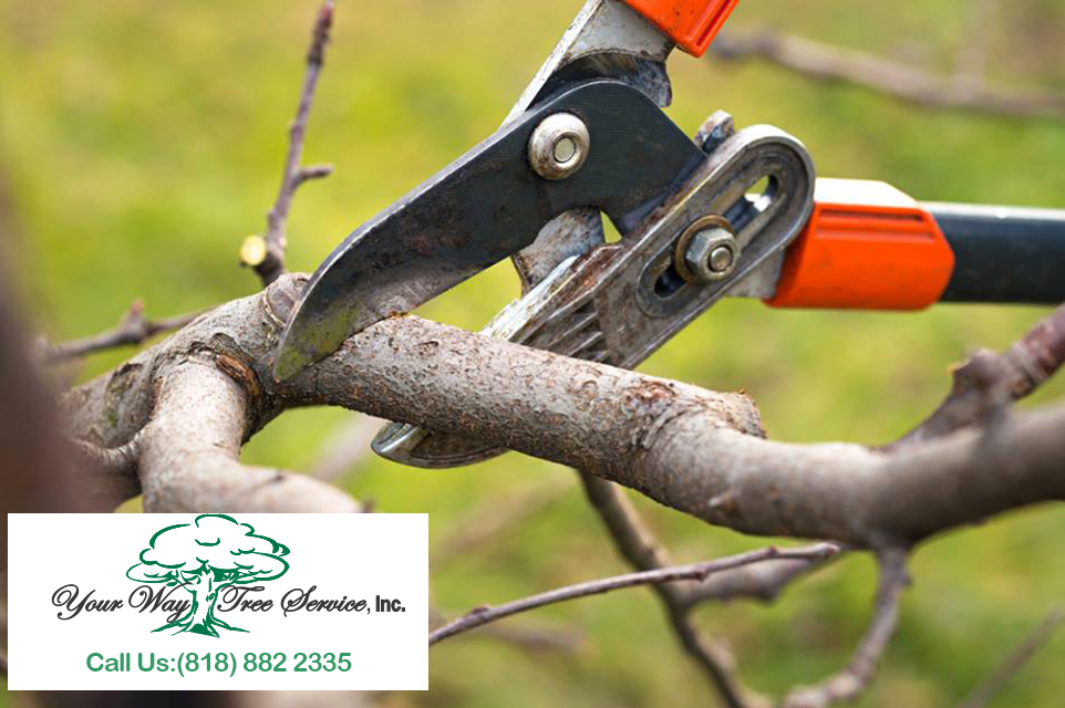 Good Reasons for Tree Pruning