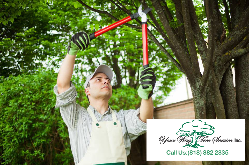 More Than Just Tree Trimming: Ivy Topping Too