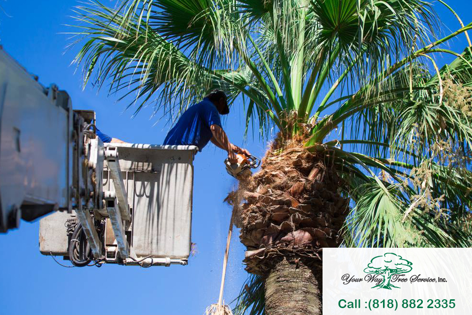 Our Palm Tree Removal service