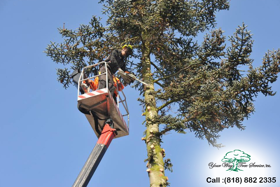 Tree Trimming Service