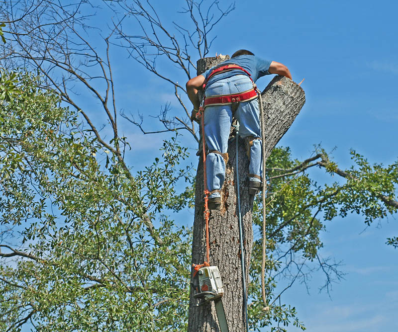 Call Tree Trimming Service Near Me