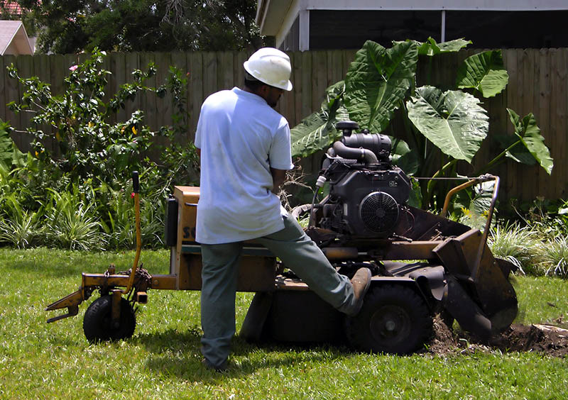 Tree Removal and Stump Grinding Service