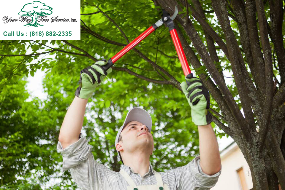 Tree Removal in Sherman Oaks