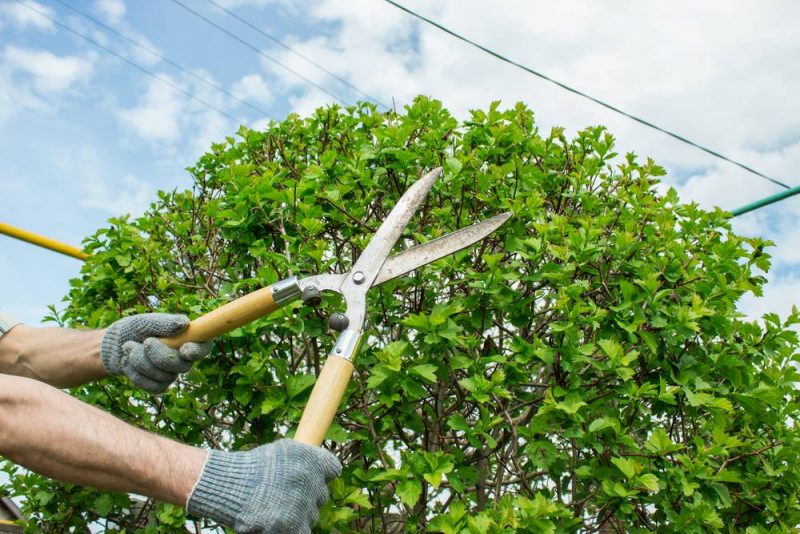 tree trimming in San Fernando Valley