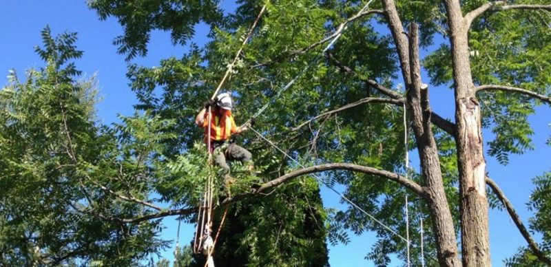 tree trimming in santa monica