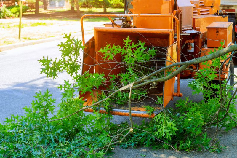 Tree removal and stump grinding