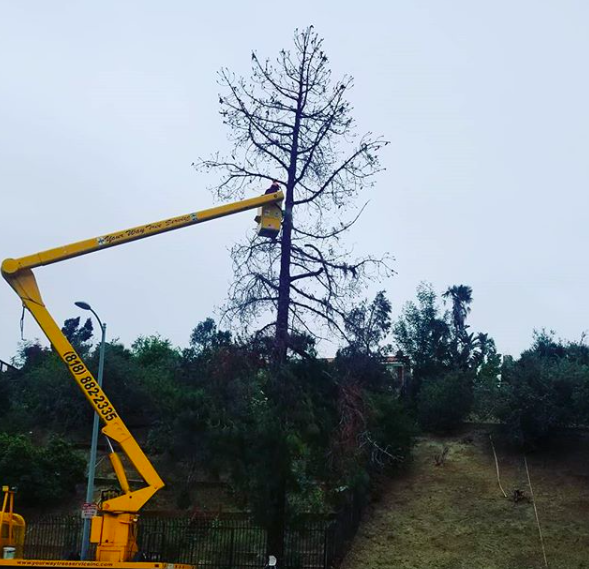 Tree Removal In Northridge