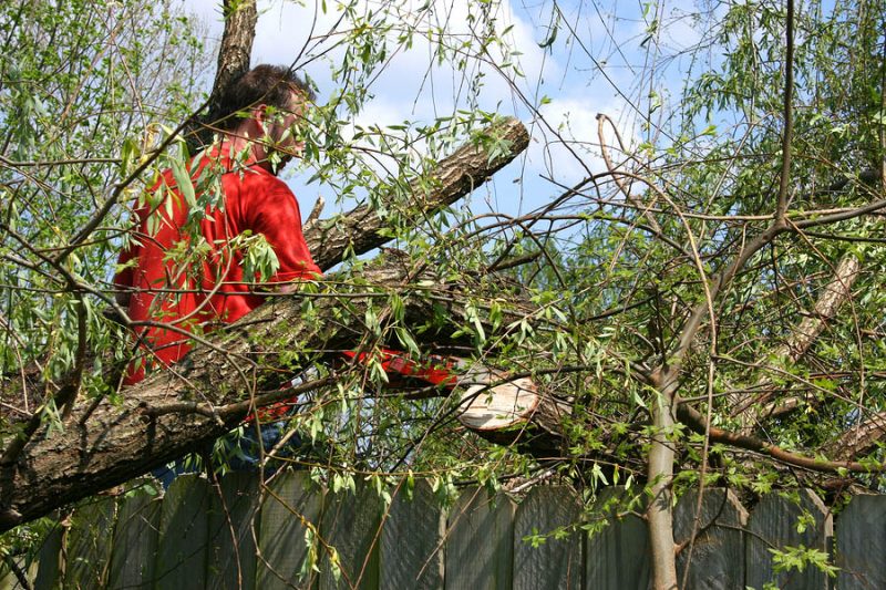 Tree removal Northridge