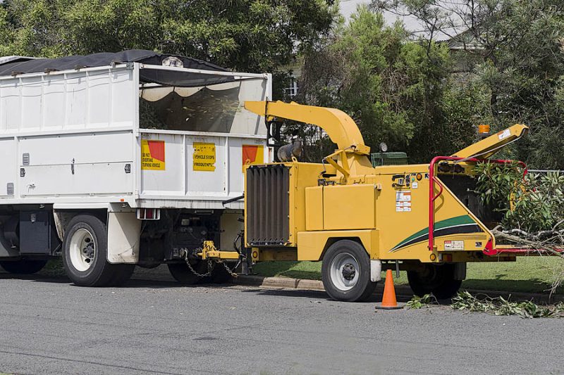 tree removal Sherman Oaks