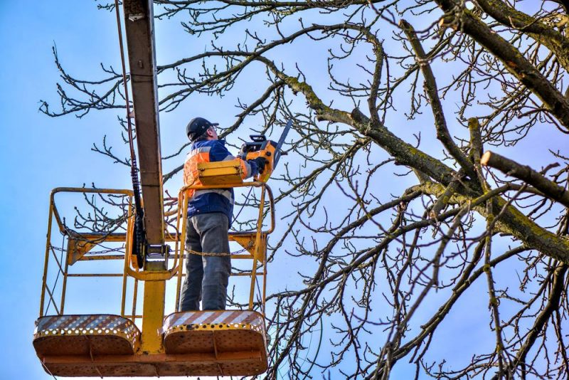 tree trimming near me