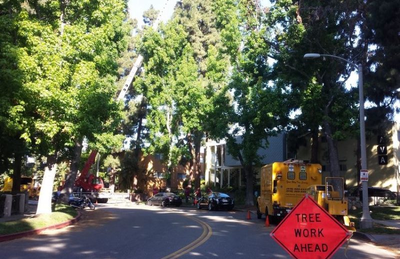 tree trimming in Santa Barbara