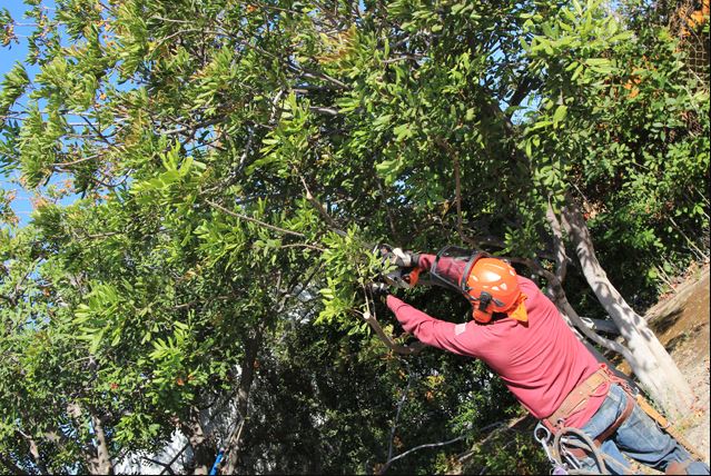 Tree Trimming Near Me