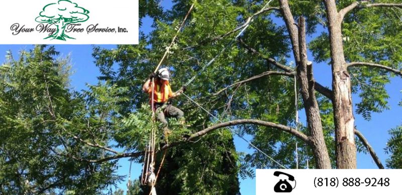 tree trimming near me