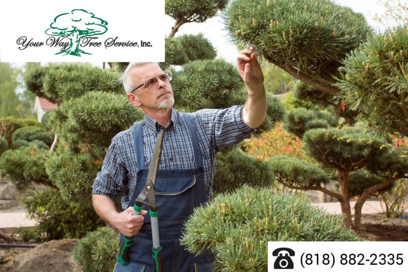 tree trimming service near me