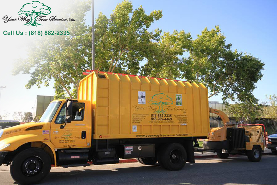 Tree Services in Los Angeles