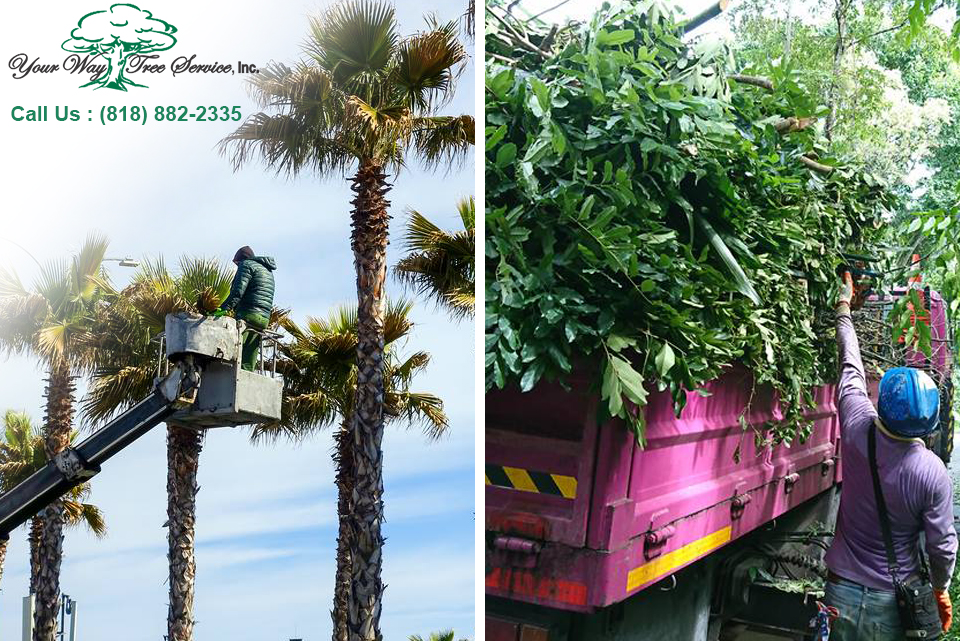 Tree Trimming in Los Angeles