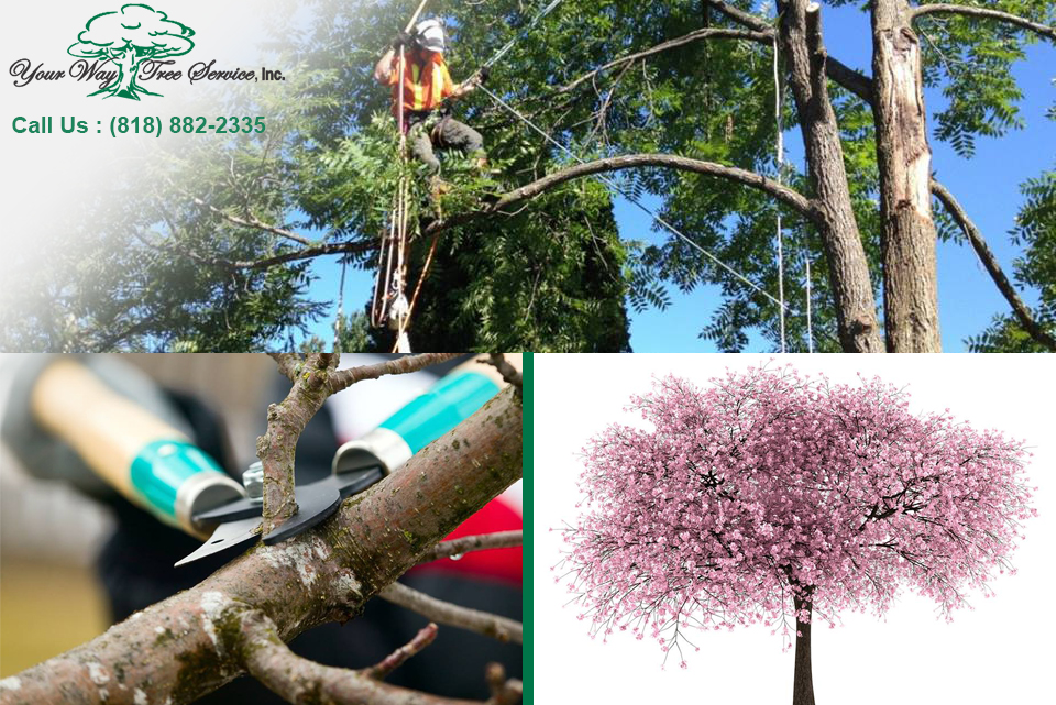 Tree Trimming Services in Los Angeles