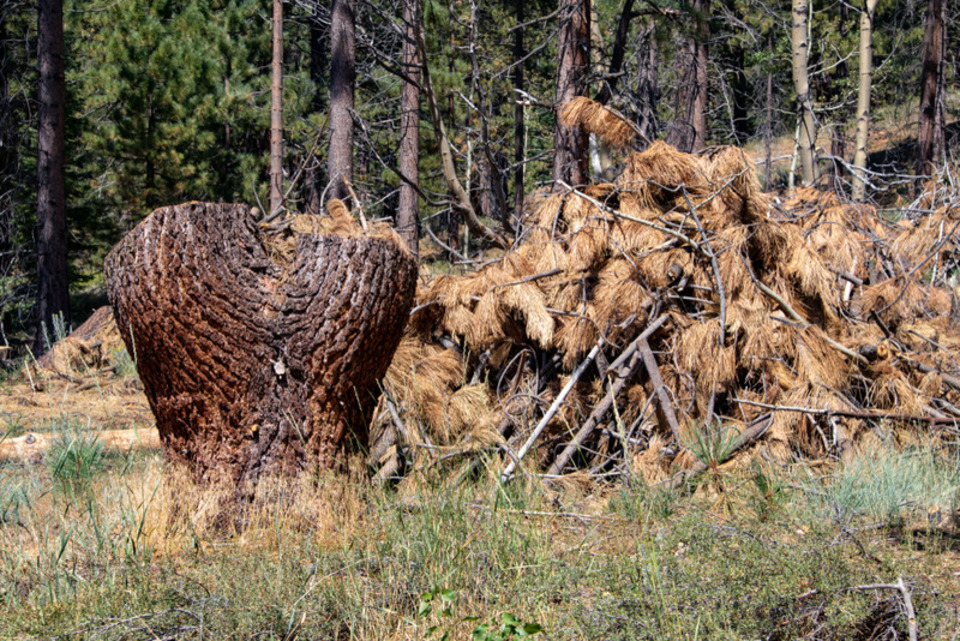 best Los Angeles brush clearance