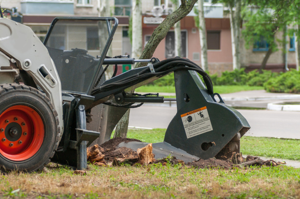 best tree trimming near me