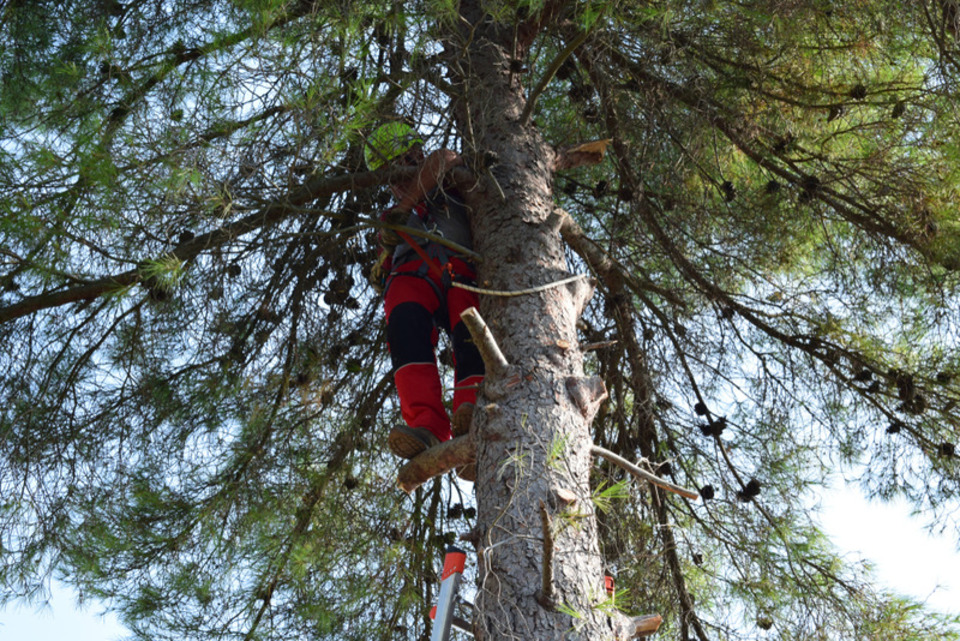 tree trimming services near me