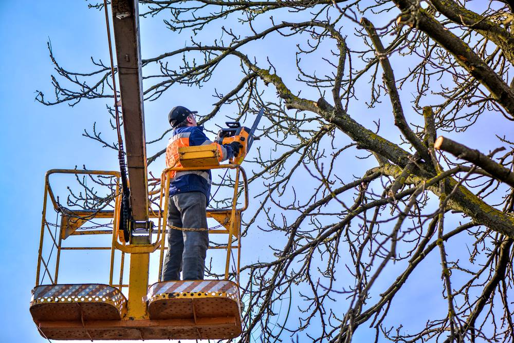 tree trimming in Santa Barbara