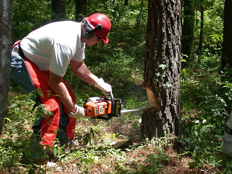 commercial tree removal