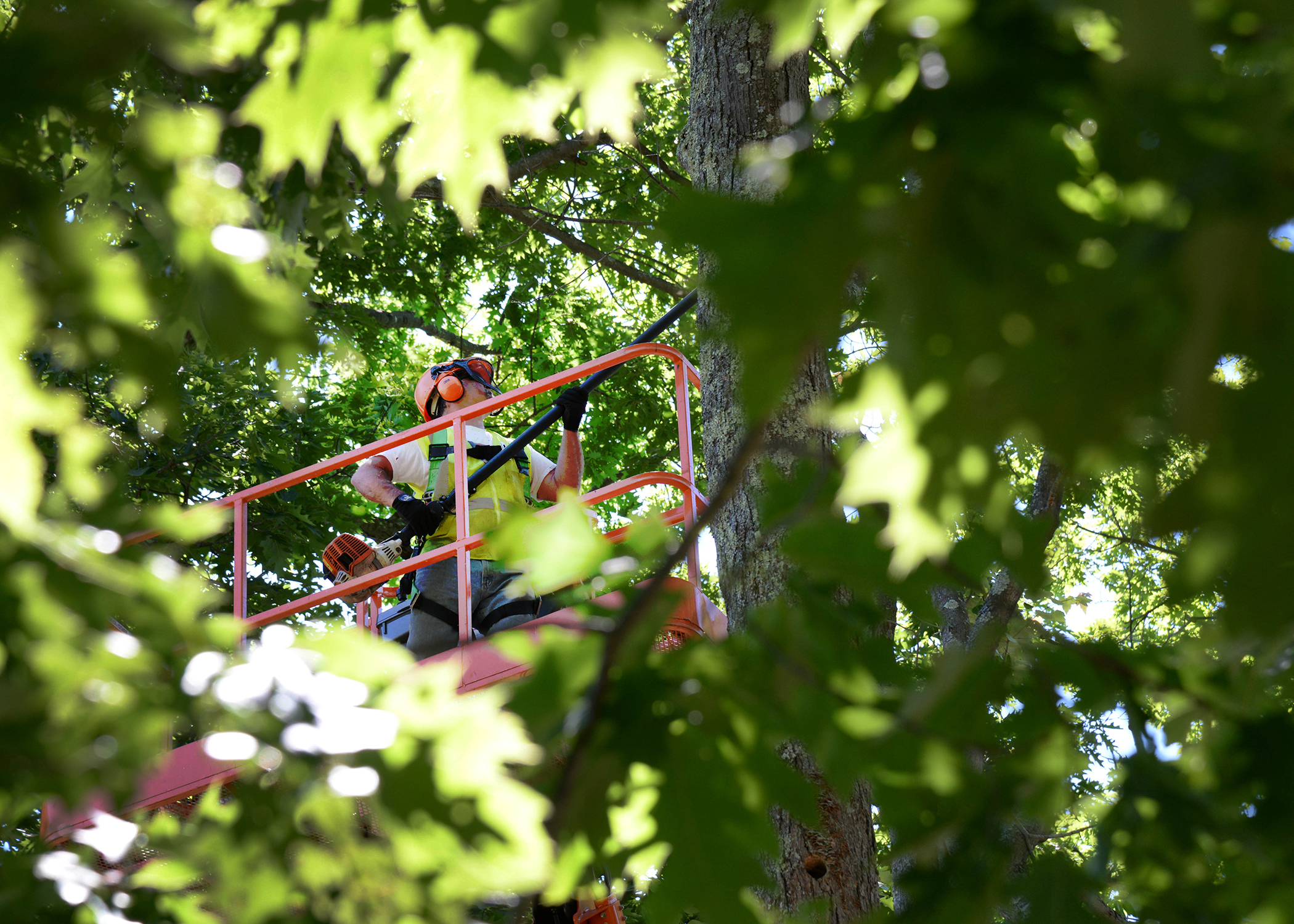 tree removal in West Hollywood