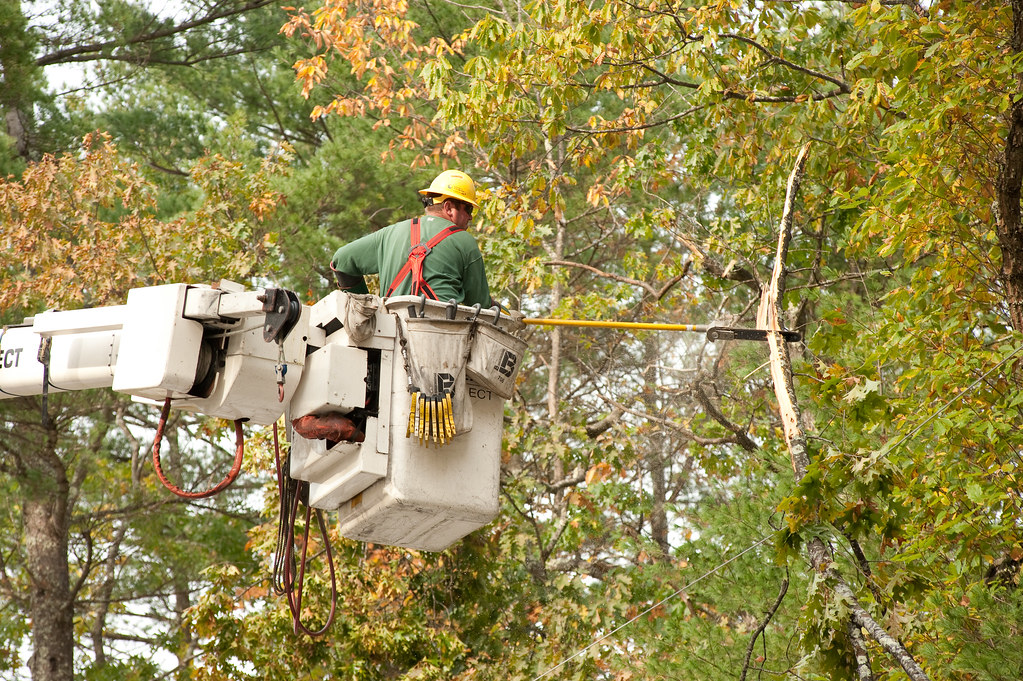 tree trimming in Sherman Oaks