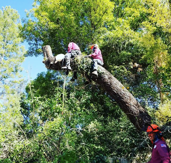 tree trimming near me