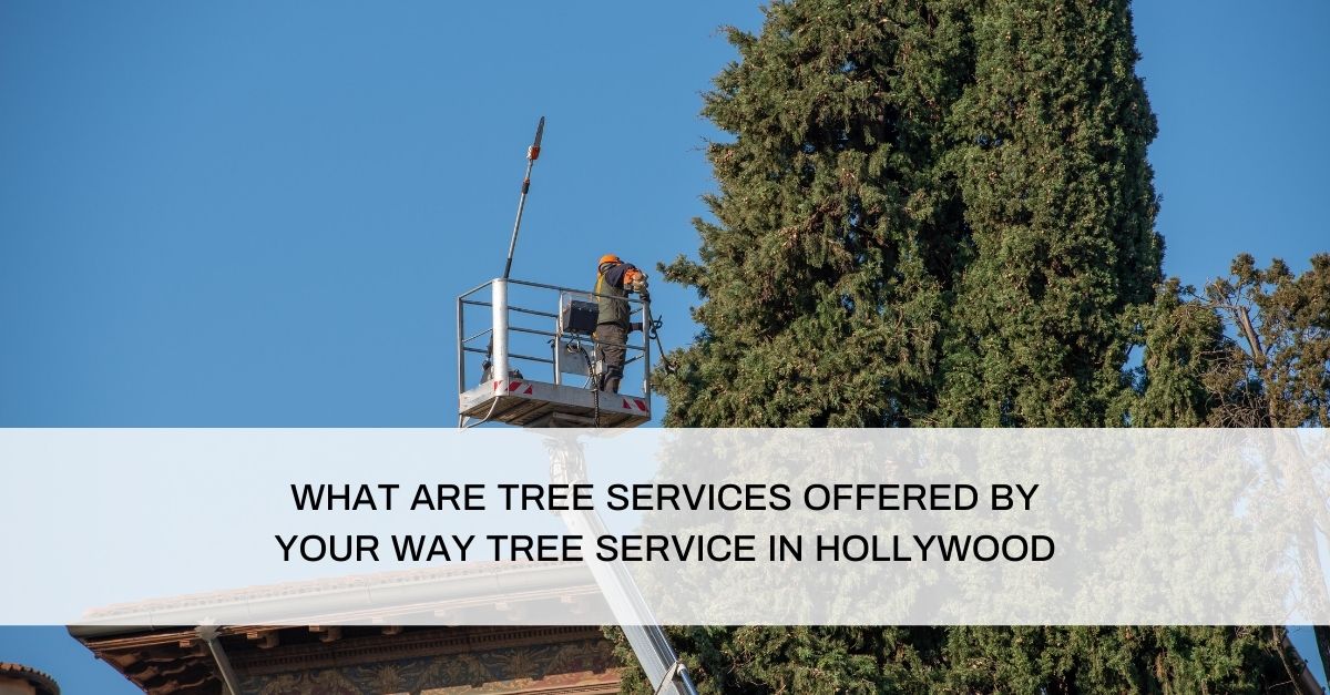 Tree Service in Hollywood