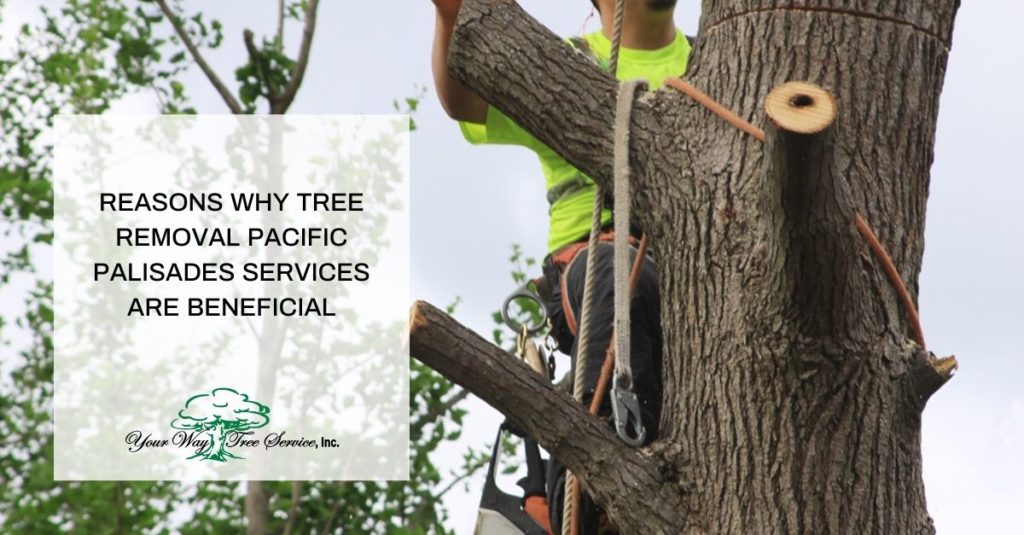 Tree Removal Pacific Palisades Services