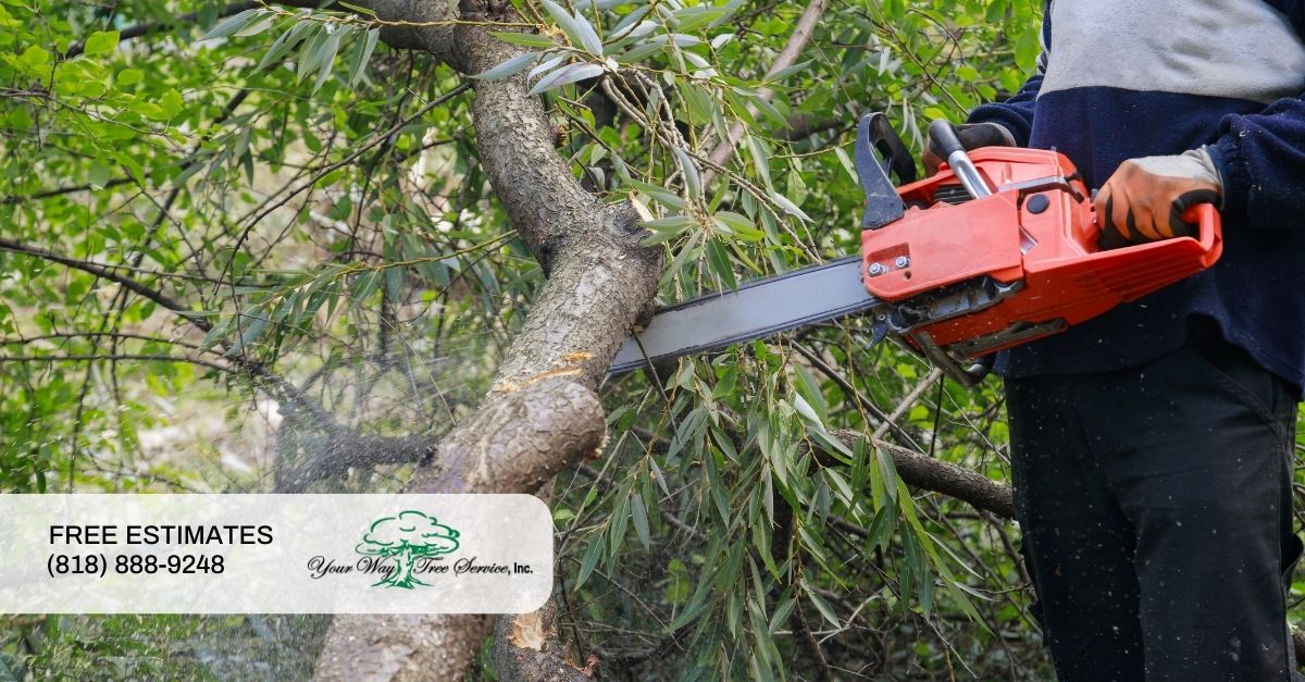 Tree Trimming Sherman Oaks