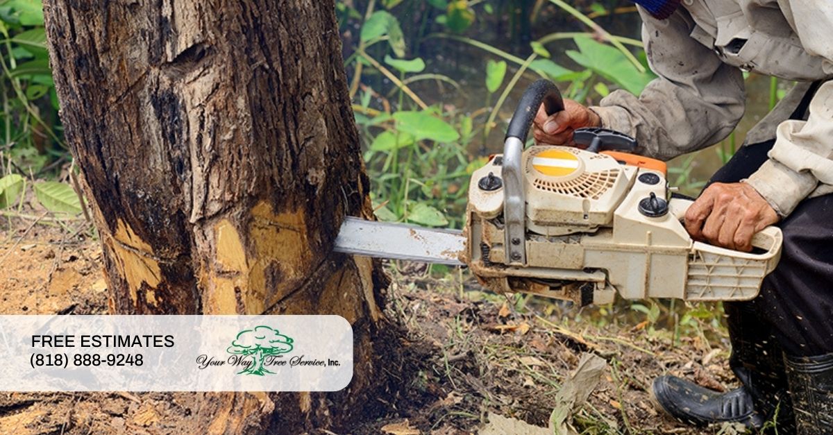 Tree Service Sherman Oaks