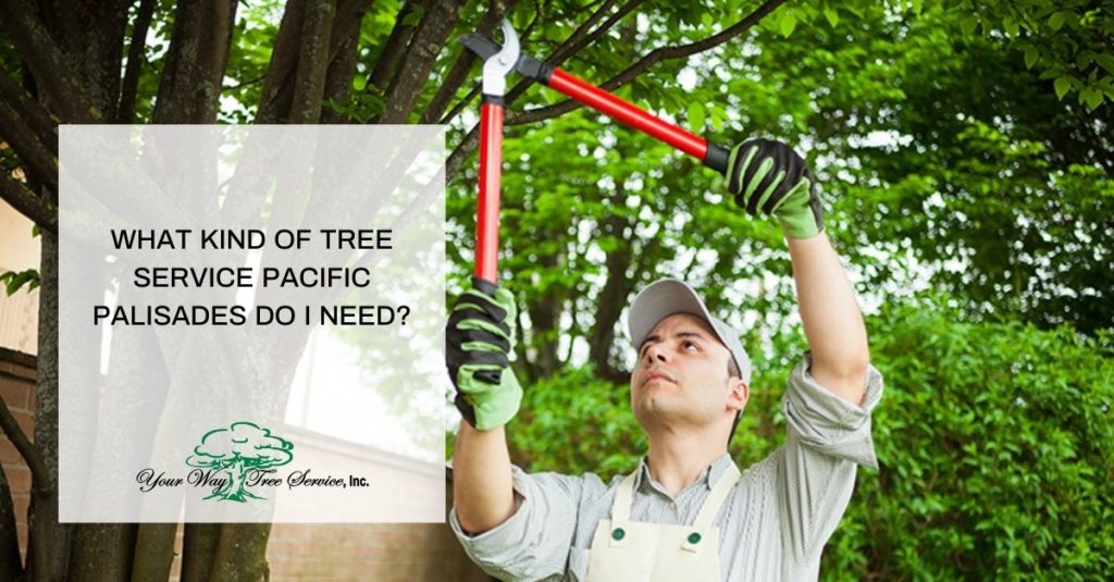 Tree Service Pacific Palisades