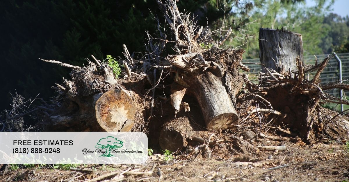 Fall Tree Removal Encino