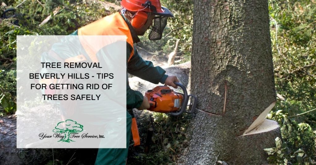 Tree Removal Beverly Hills